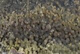 Purple and Green Botryoidal Grape Agate - Indonesia #370415-1